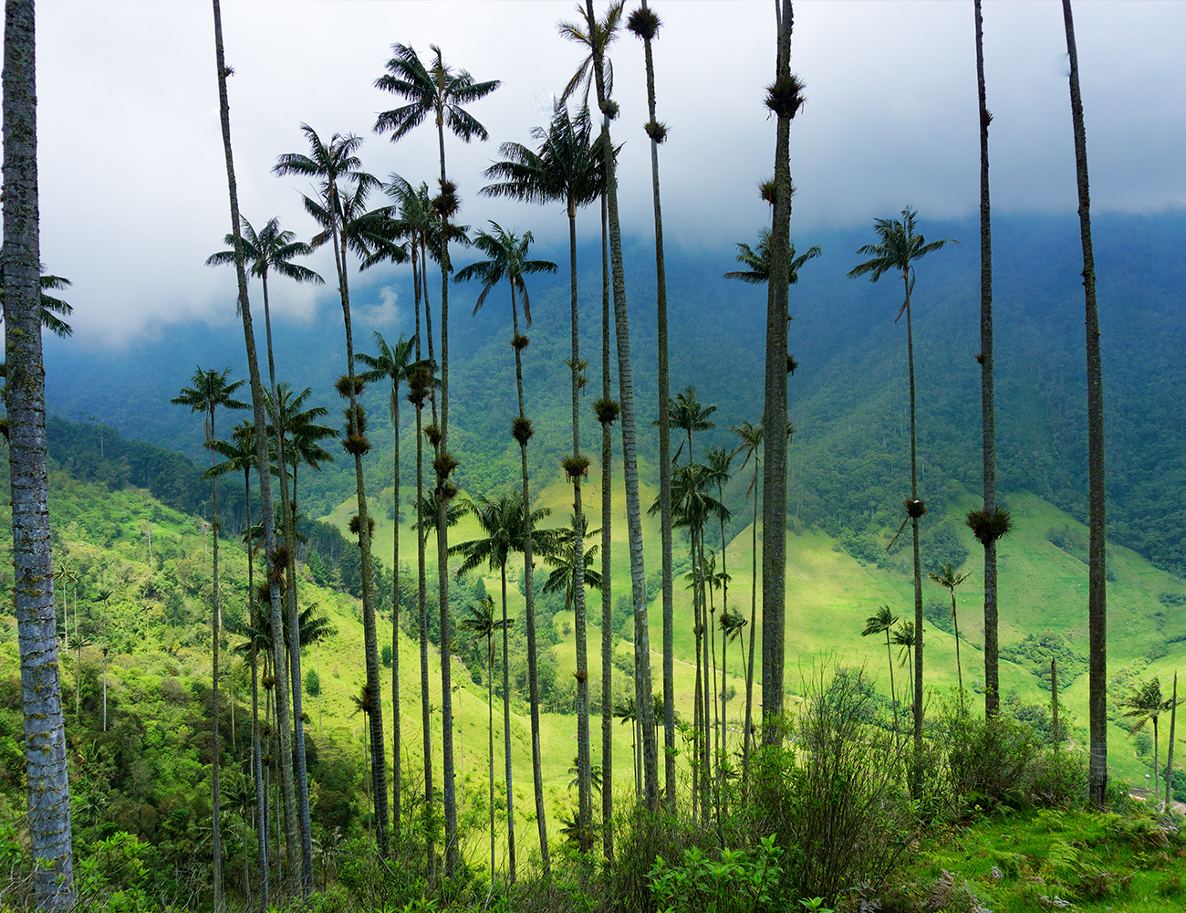 Palmtrees